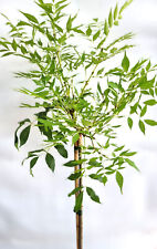 Gemeine Esche 'Fraxinus excelsior Allgold' Hochstamm 80 - 100 cm Höhe