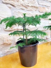 Zimmertanne araucaria - 1x,