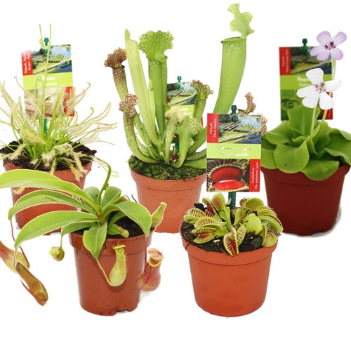 Exotenherz starter set - starter,
