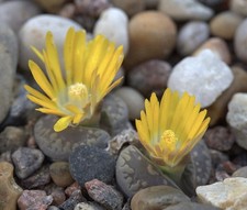 Lithops otzeniana 20 Samen