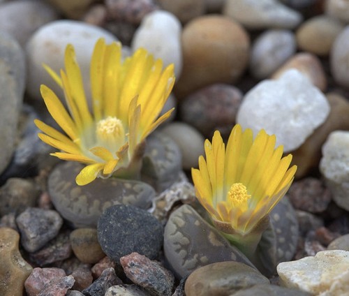 Lithops otzeniana samen - lithops,