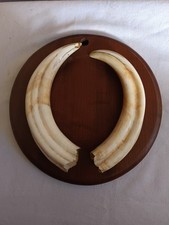 Wildschweinhauer Trophäe