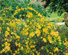 Kerria japonica 'Golden