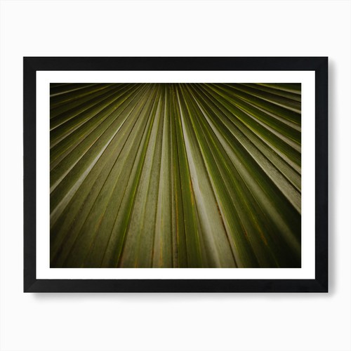 Sabal minor kunstdruck - minor,