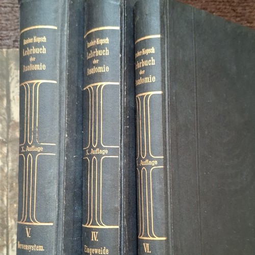 Rauber kopsch lehrbuch der - rauber-kopsch,