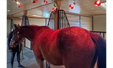 12 Lampen Solarium Silver Shadow Pferdesolarium inklusive kostenloser Lieferung