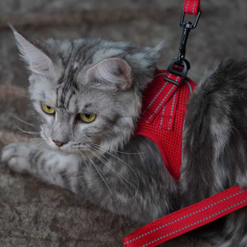 Kleiner hund katze - kleiner,