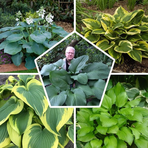 Hosta funkie pflanze - funkie,