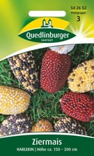 Ziermais Harlekin von Quedlinburger Saatgut