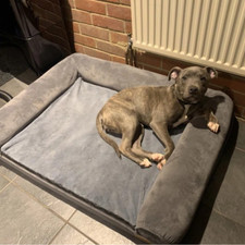 Orthopädisches Hundebett