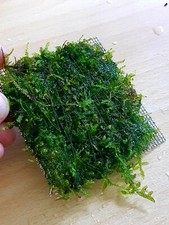 Moosplatte moosgitter moos - moosplatte,