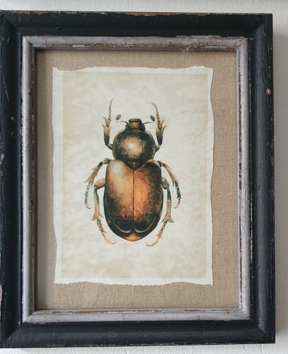 Nordal bild käfer - bild,