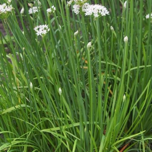 Knoblauch schnittlauch - knoblauch-schnittlauch,