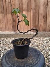 Bergahorn, Pre Bonsai, Bonsai