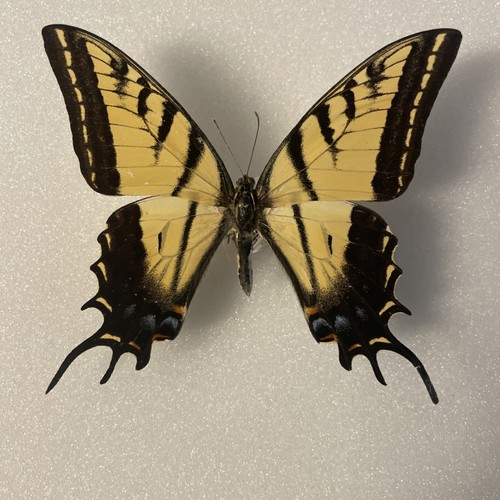 Entomologie*Papilio