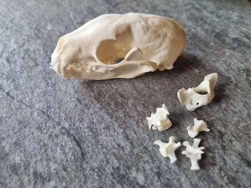 Baummarder schädel - 🦴,
