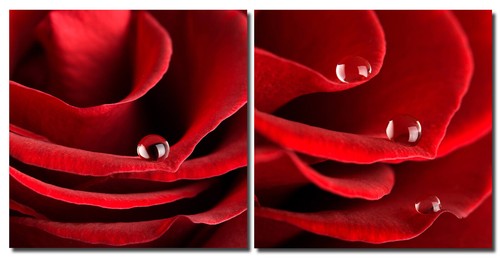 Bild rosen tropfen - bild,