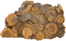 Lias  Dekorative Schau-Stufe