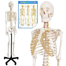 Skelettmodell Anatomie