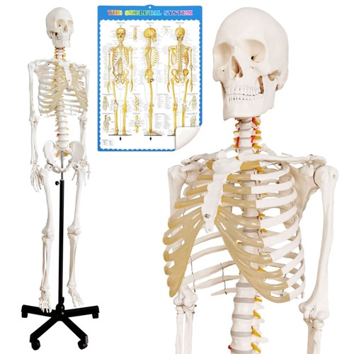 Skelettmodell anatomie - skelettmodell,