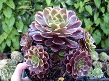 Sukkulenten Aeonium Super Bang