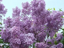 2 winterharte hell-lila