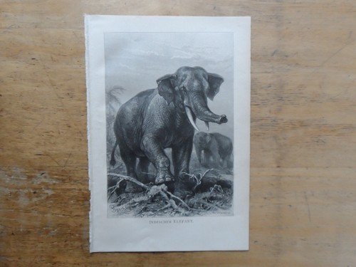 Orig holzstich - orig.(1900),