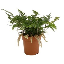 Humata tyermannii - ,