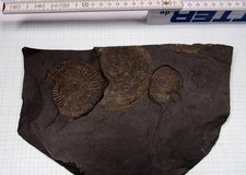 Schiefer Platte mit Ammoniten