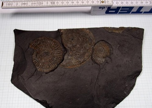 Schiefer platte mit ammoniten - platte,