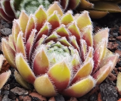 Sempervivum chick charms - sempervivum, "chick