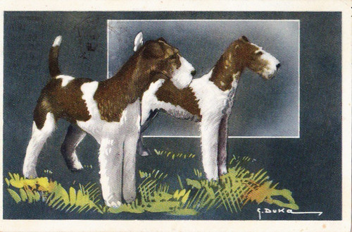 Postkarte foxterrier - , *