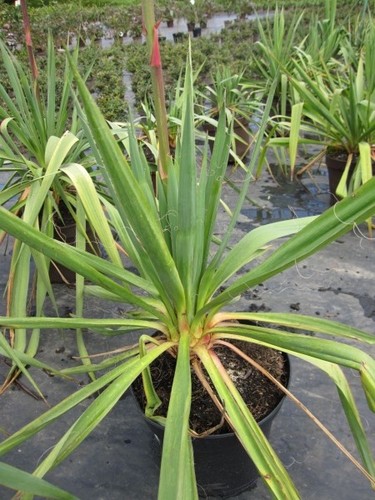 Yucca filamentosa fädige - filamentosa,