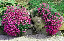 Blaukissen ROSA-ROT - Polsterstaude für Steingärten Trockenmauern - Blumen Samen