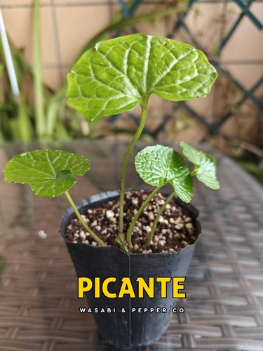 Wasabia japonica pflanze - wasabia,