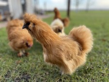 10x (keine) Bruteier Zwerg