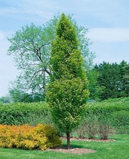 Carpinus betulus 'Lucas'