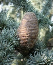 Libanon-Zeder Cedrus libani