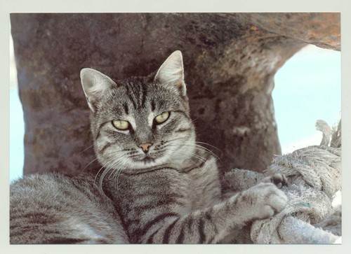 Postkarte katze xxl - ak,