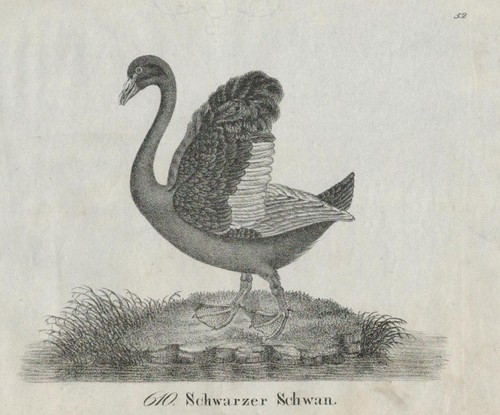 Schwarzer schwan - schwarzer,