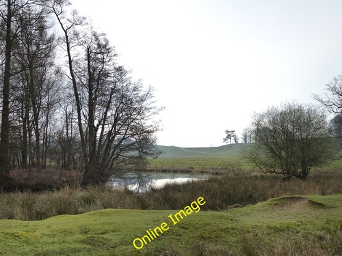 Foto 12x8 petworth park - foto,