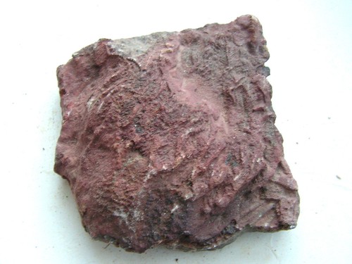 Fossil silur crinoid sea lily - crinoid,
