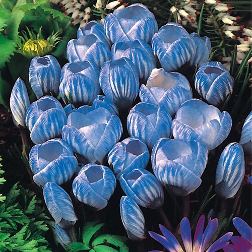 Blumenzwiebeln zwiebeln crocus - blumenzwiebeln,