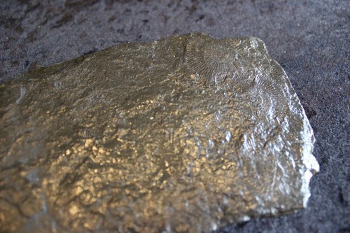 Ammoniten fossilien abdrücke - ammoniten,