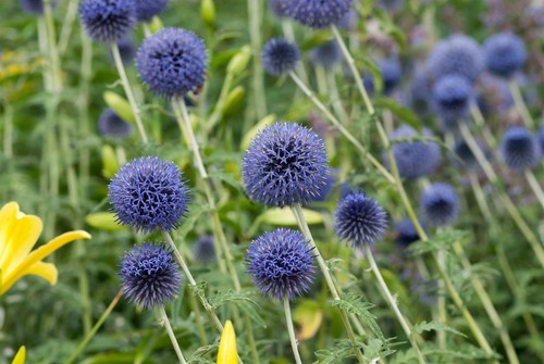 Echinops banaticus blue - echinops, 'blue