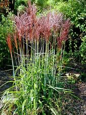 Miscanthus sinensis Serengeti Echtes Chinaschilf im Topf  Stauden Frosthart