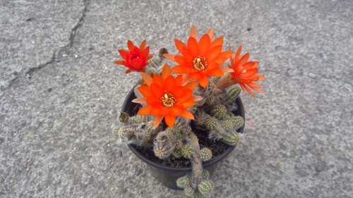 Echinopsis chamaecereus