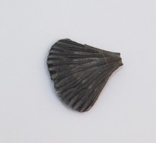 Crinoide, Petalocrinus