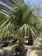 PALME Butia Capitata HÖHE 300CM WINTERHART -15 GRAD Stamm 30/40 cm Premium Quali