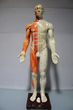 Nizza Akupunktur Modell Statue Skulptur, Komposition auf Holz Stand Vintage 1960